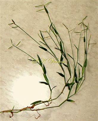  Plant